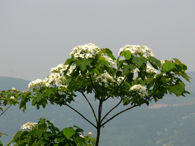 三角山员屯山油桐花盛开